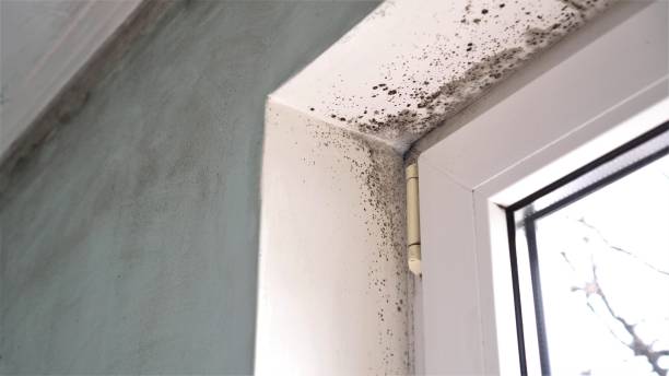 Trusted Ashburn, GA Mold Removal Experts