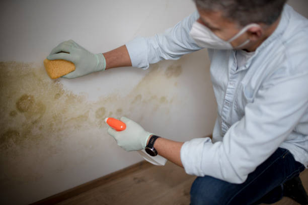 Best Mold Remediation Experts  in Ashburn, GA