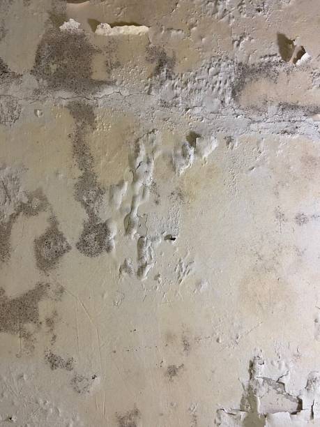Best Attic Mold Removal  in Ashburn, GA
