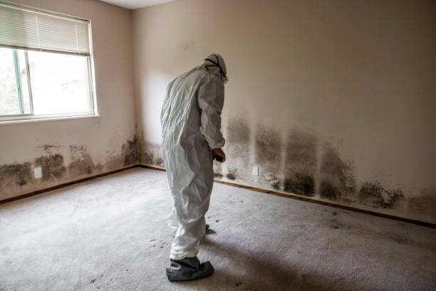Best Certified Mold Removal  in Ashburn, GA