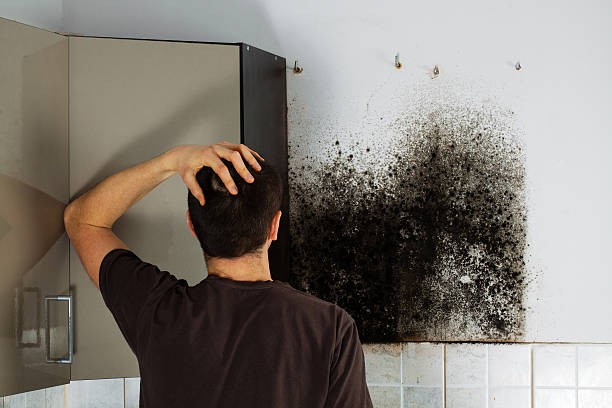Best Black Mold Removal  in Ashburn, GA