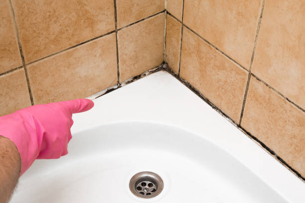 Best Commercial Mold Removal  in Ashburn, GA